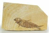 Detailed Fossil Fish (Knightia) - Wyoming #320263-1